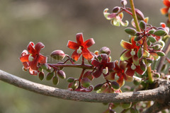 Sterculia foetida